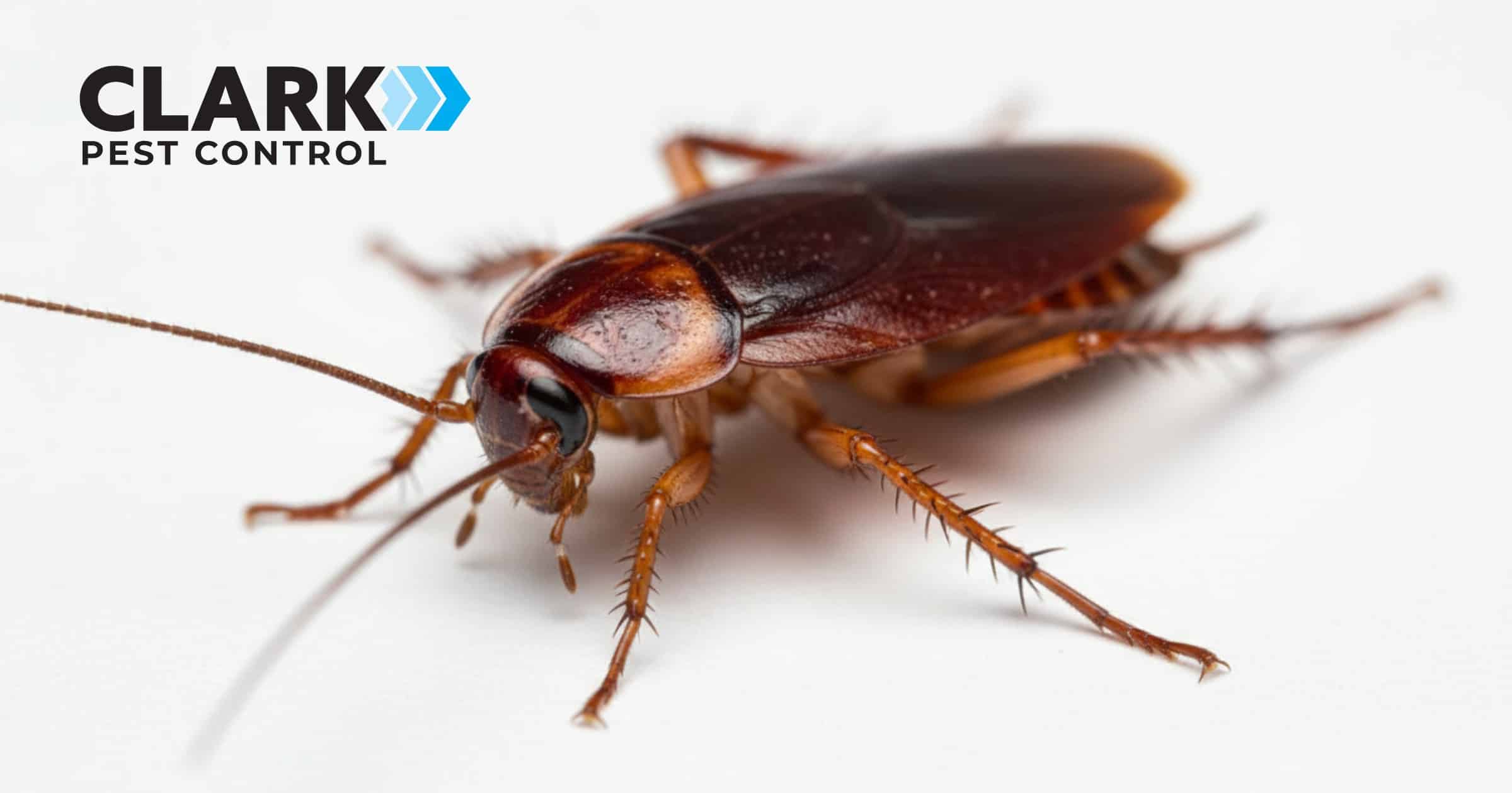 Clark Pest Control Rats Pest Control Middleton Park | Clark Pest Control